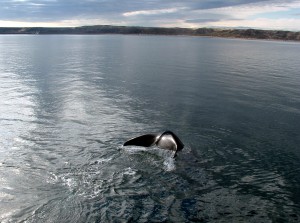 Patagonia marittima