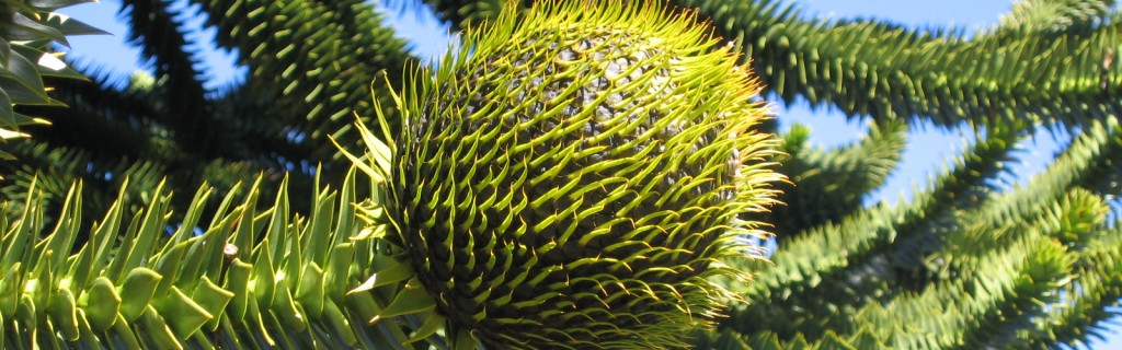 Araucaria, frutto, albero femmina