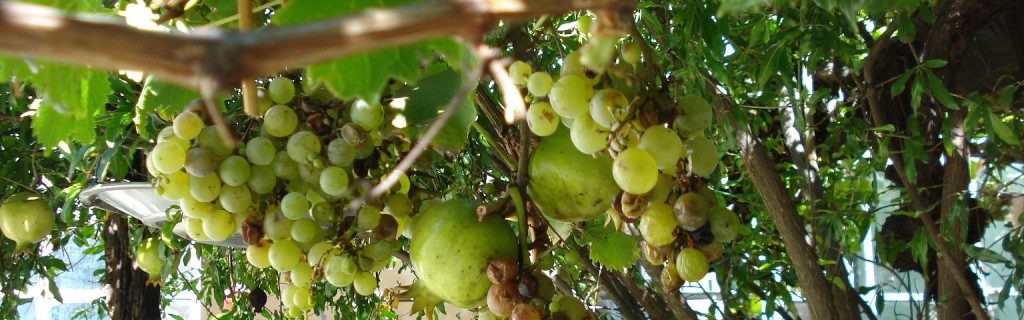 Mendoza
