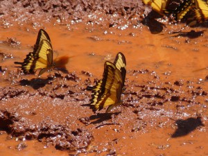 Misiones