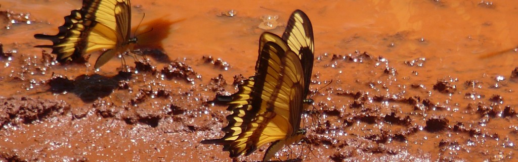Misiones