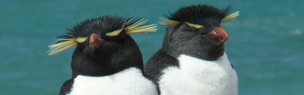 Pinguino dal pennacchio giallo