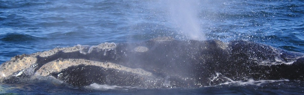 Balena franca austral