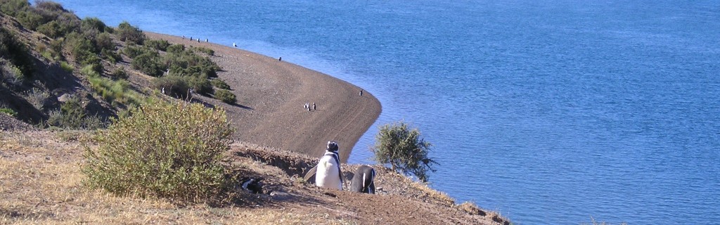 Punta Tombo