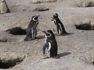Punta Tombo