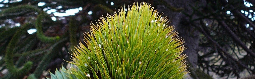 Pehuen - Araucaria