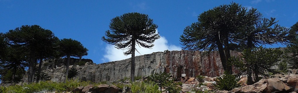 Zapala
