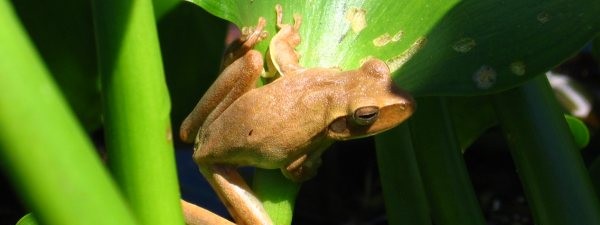 El Cachapé