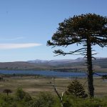 Araucarie
