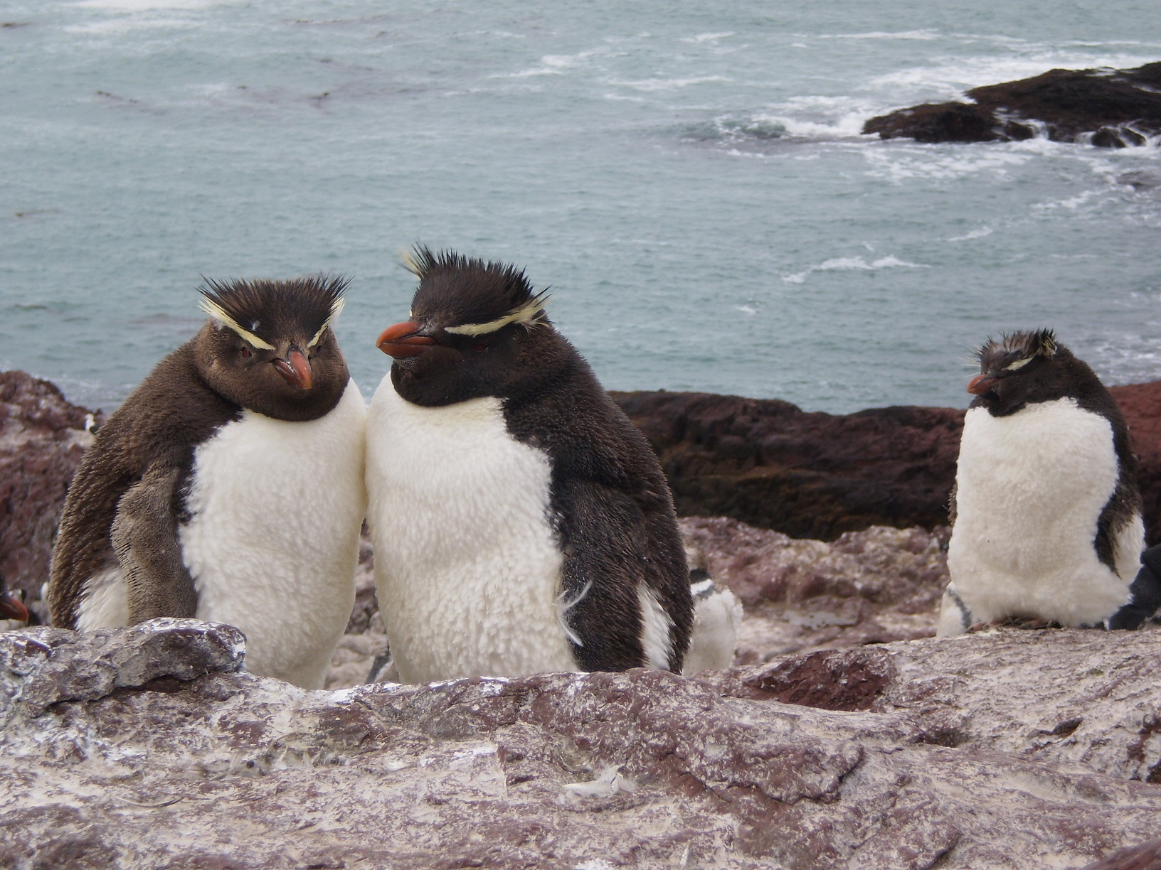 Pingouins