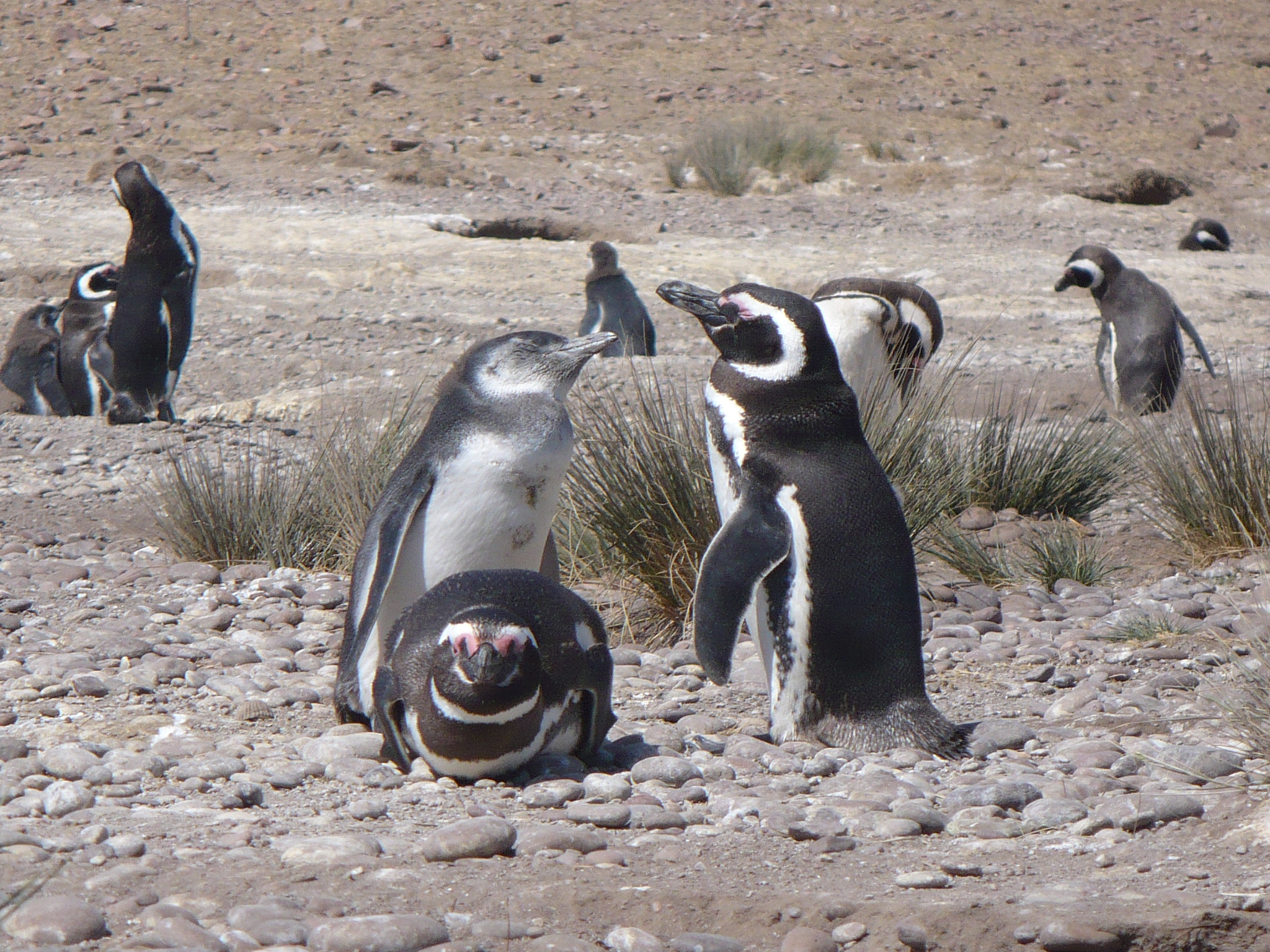 Punta Tombo