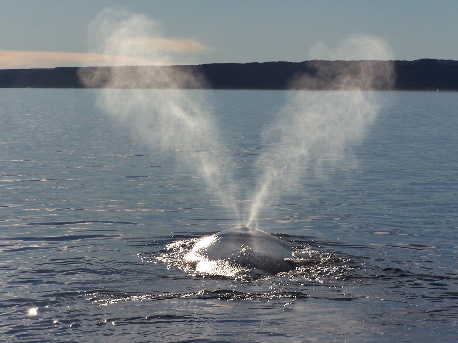 Ballenas