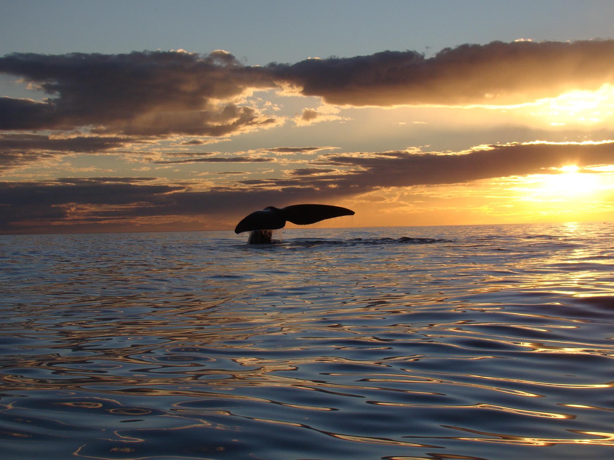 Ballenas