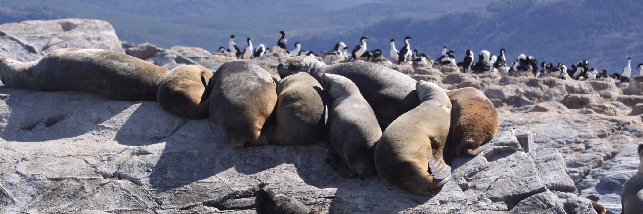 Canal Beagle