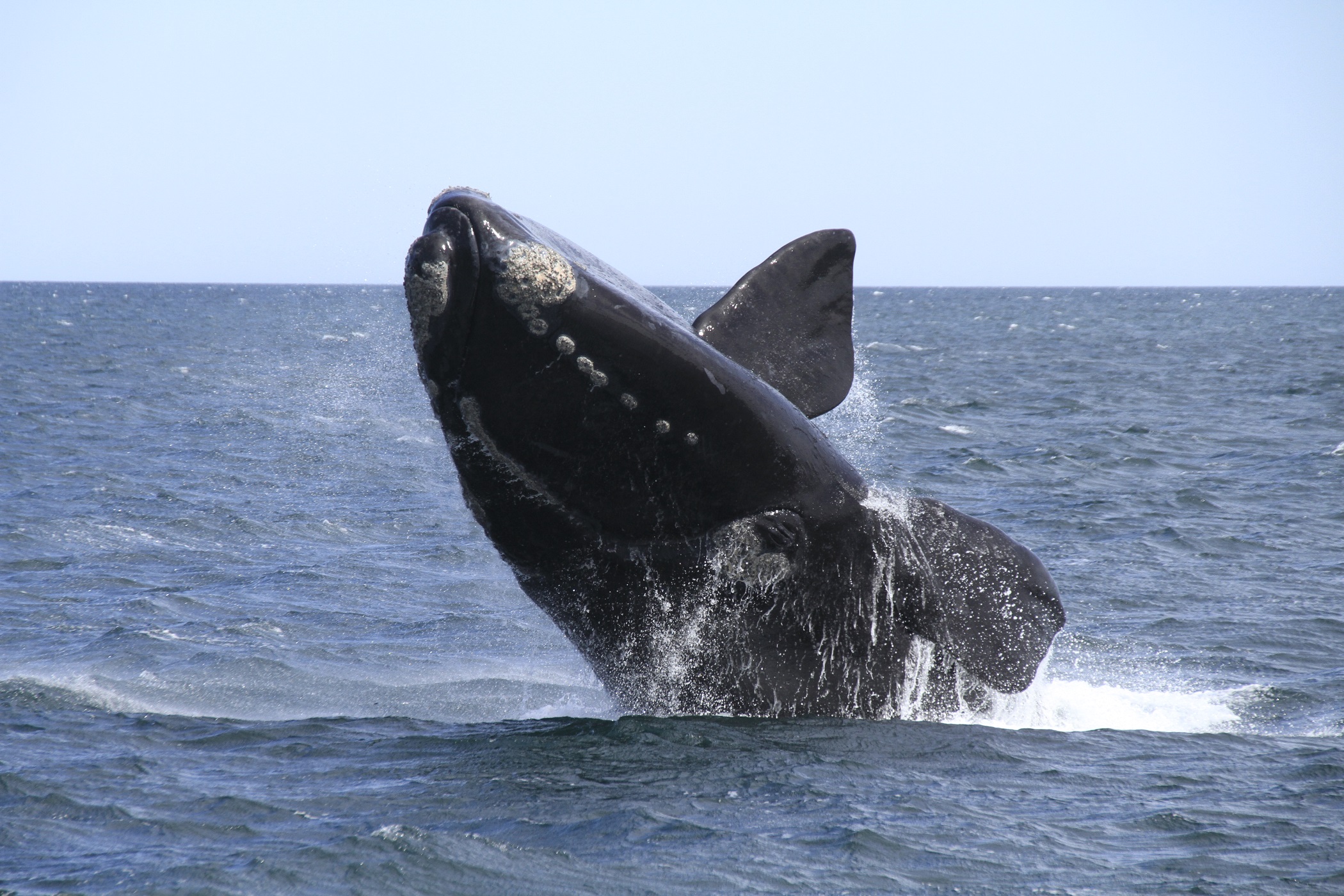 Ballenas