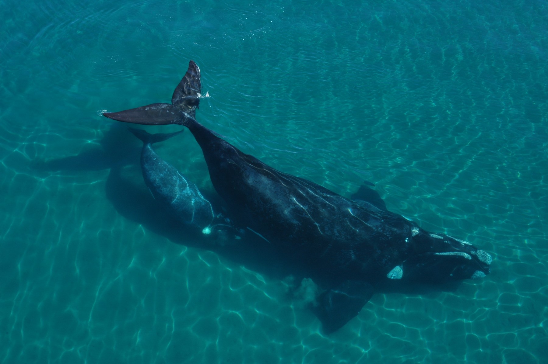 Ballenas