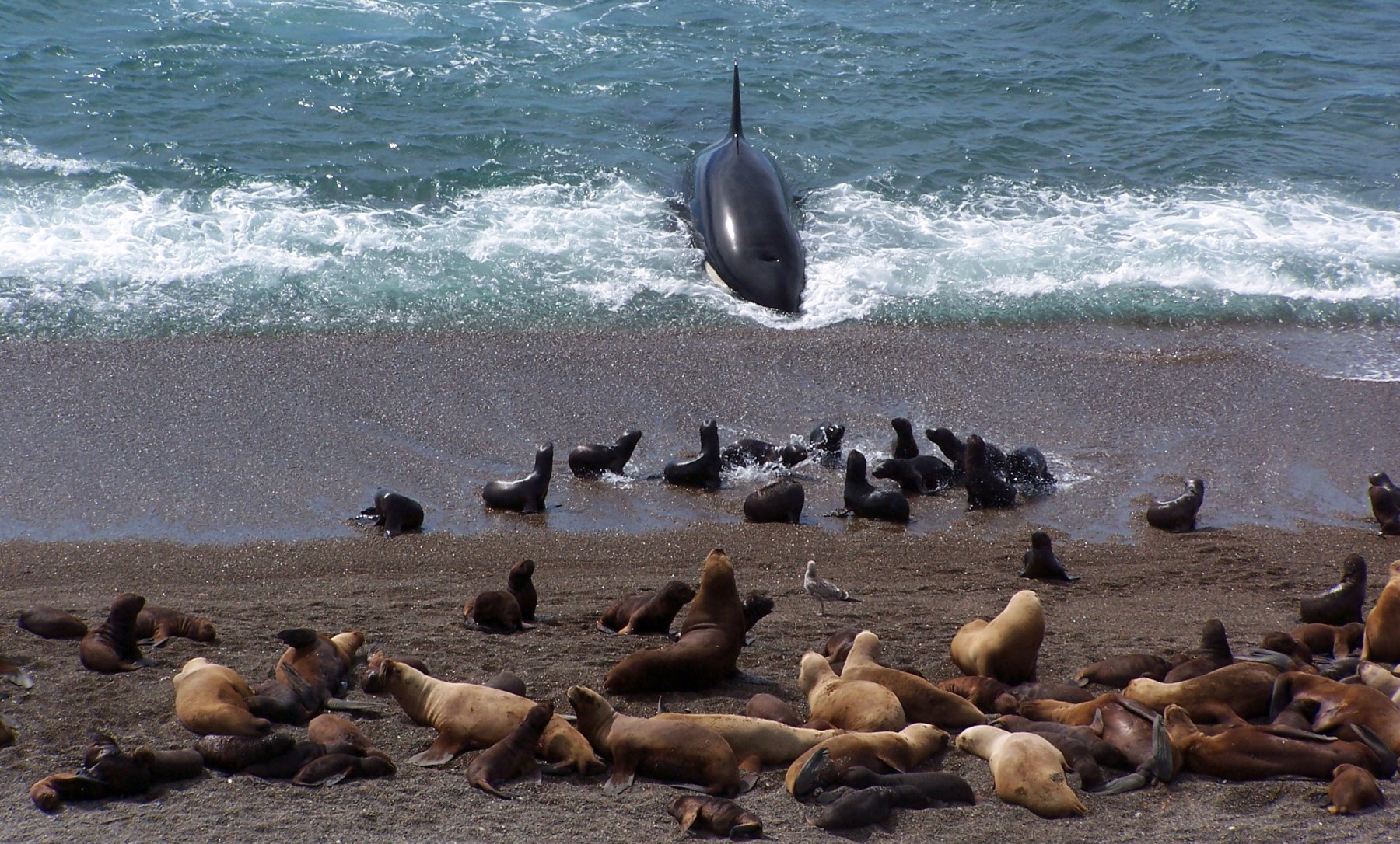 Orcas