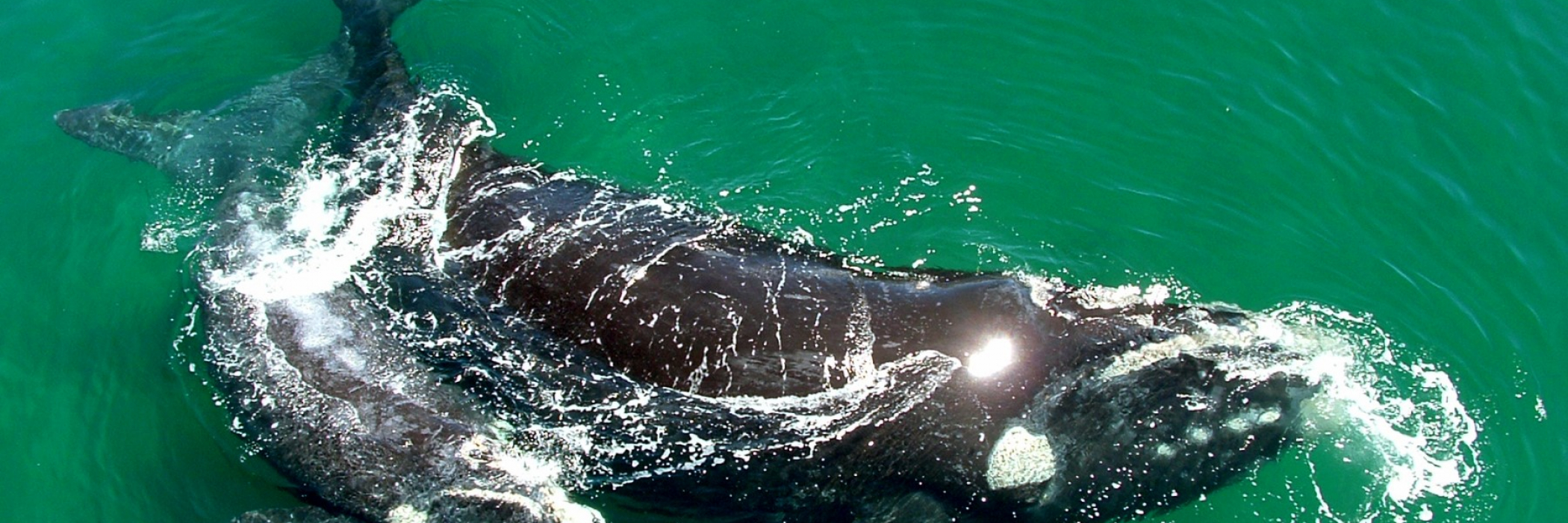 Ballenas