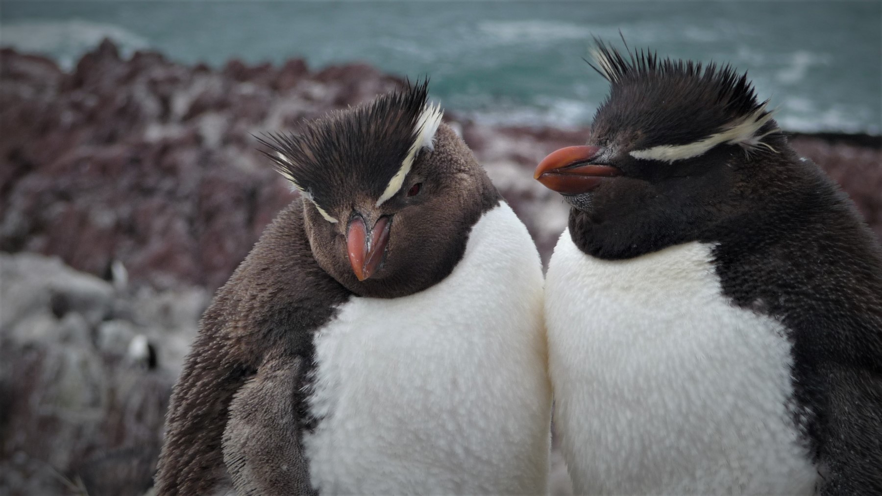 Pinguinos