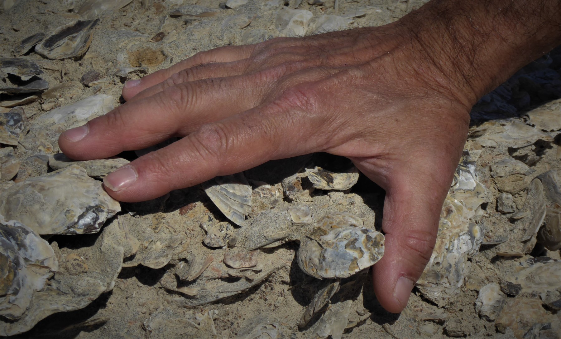 Piramides Pardela