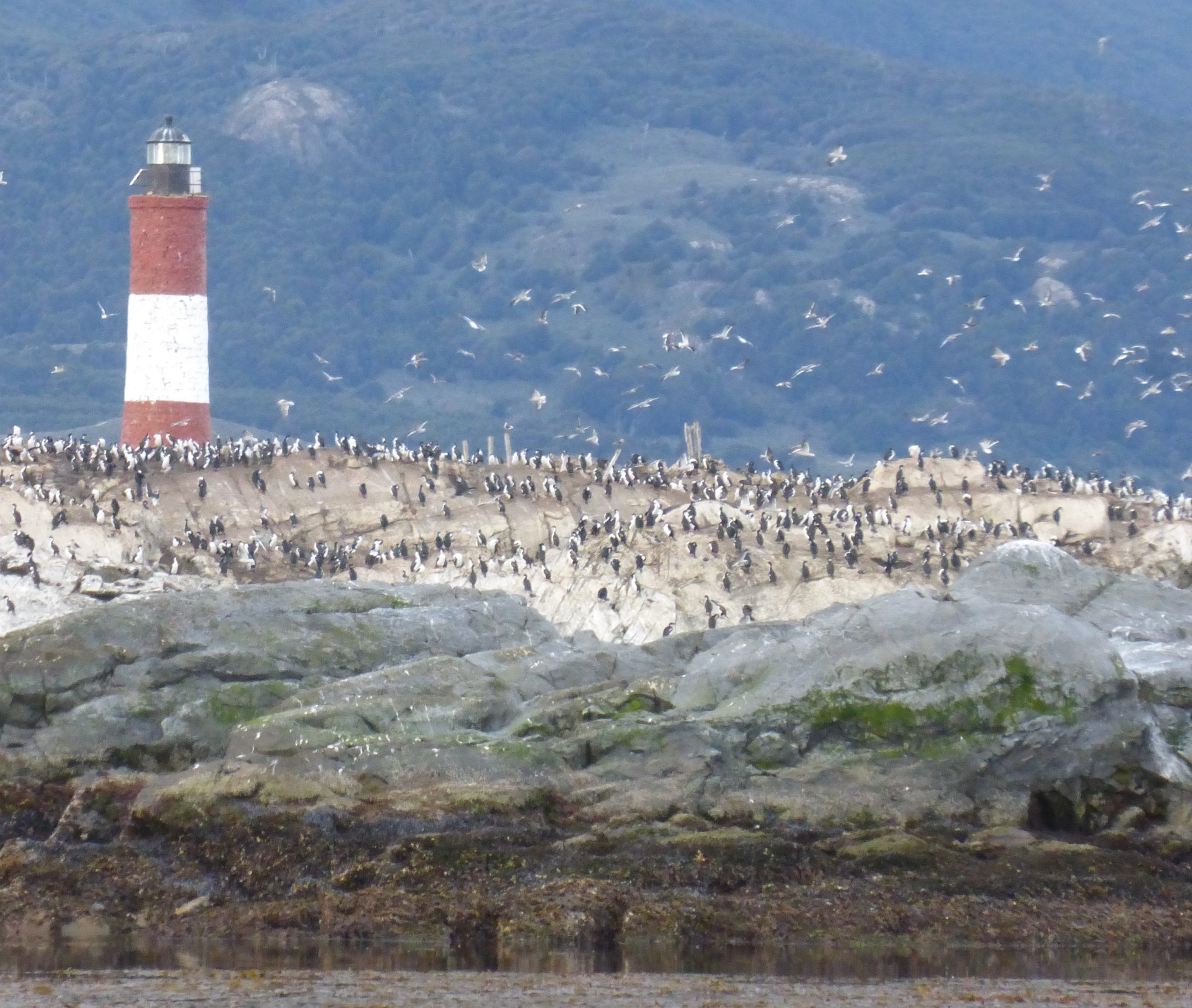 Faro Beagle aves