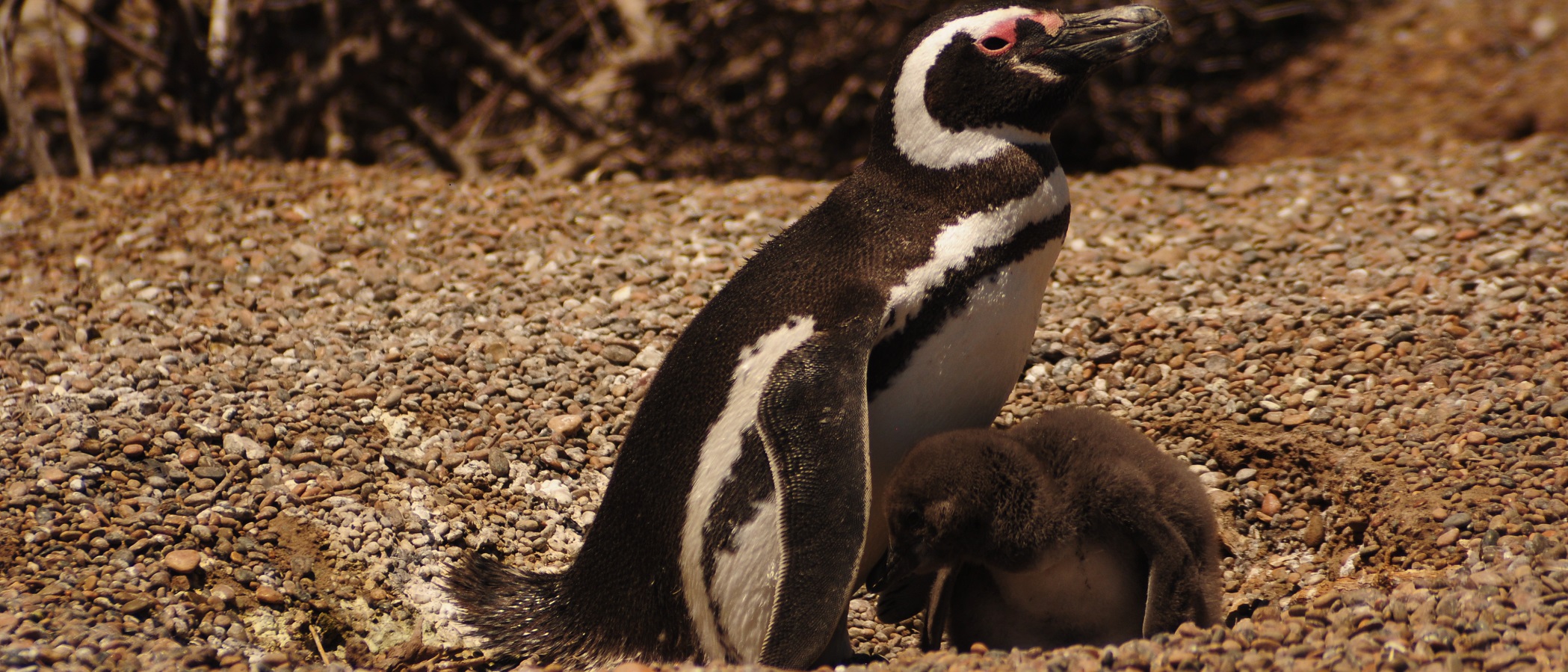 Pinguini