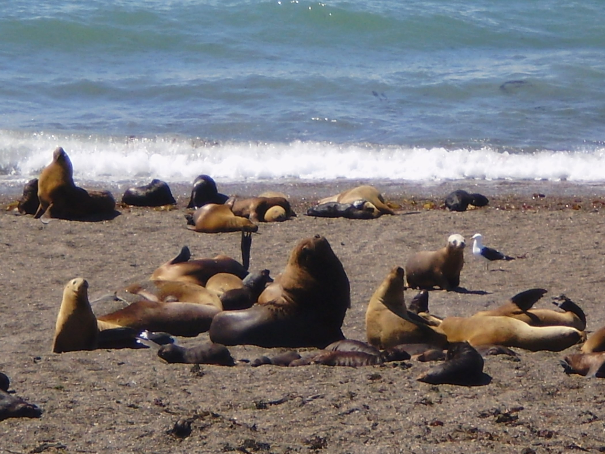 Puerto Piramides 5
